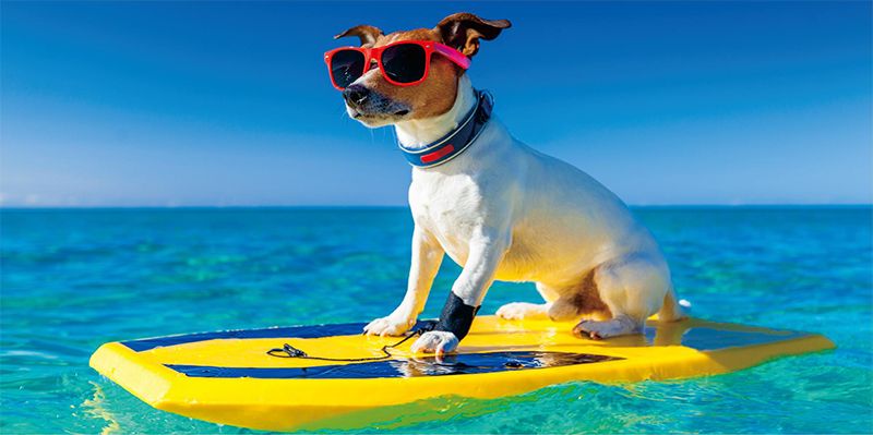 surfboard